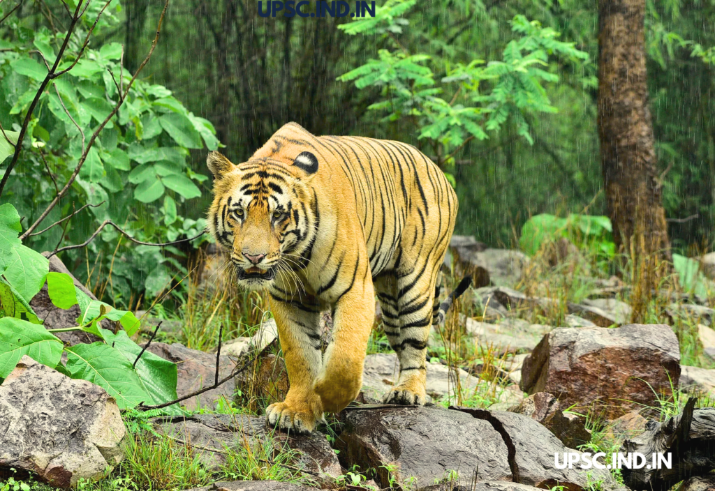 Bengal Tiger ,,INDIAN 6 BIG CATS